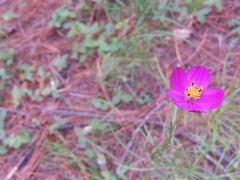 Cosmos crithmifolius