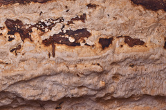 Agaricomycotina