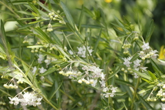 Gomphocarpus physocarpus