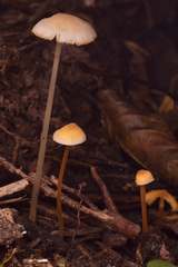 Mycena crocea