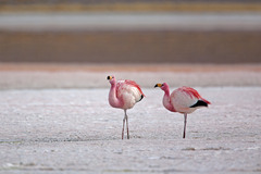 Phoenicoparrus jamesi