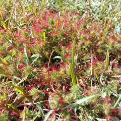 Acalypha radians