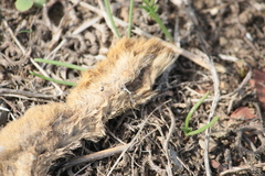 Lepus granatensis