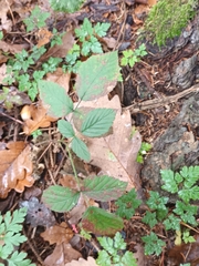 Rubus caesius