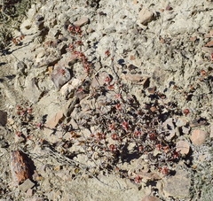 Pyankovia brachiata