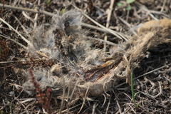 Lepus granatensis