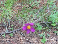 Cosmos crithmifolius