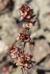 Pyankovia brachiata
