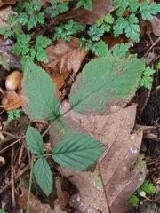 Rubus caesius