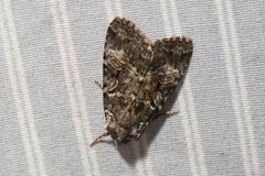 Anaplectoides pressus