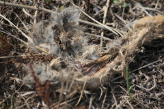 Lepus granatensis