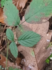 Rubus caesius