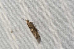 Acrolepiopsis assectella