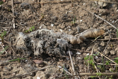 Lepus granatensis
