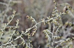 Artemisia lercheana