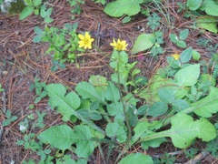 Iostephane trilobata