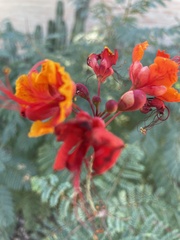 Caesalpinia