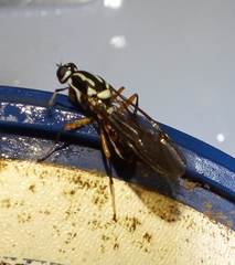 Raphiocera