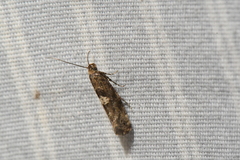 Acrolepiopsis assectella