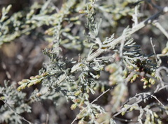 Artemisia lercheana