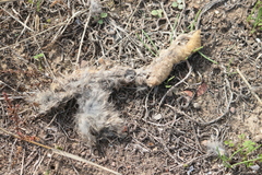 Lepus granatensis