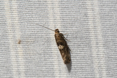 Acrolepiopsis assectella