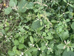 Alternanthera sessilis