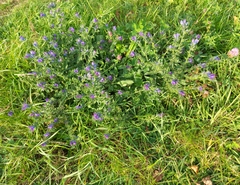 Echium vulgare