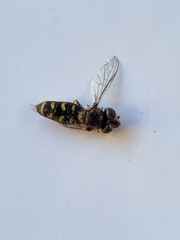 Austroscaeva melanostoma