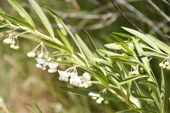 Gomphocarpus physocarpus