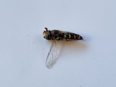 Austroscaeva melanostoma