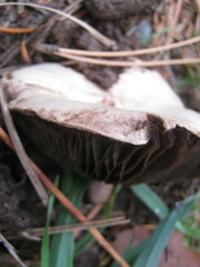 Agaricus bitorquis