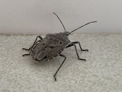 Peltasticus punctatus