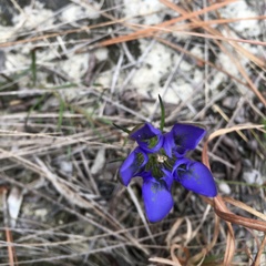 Gentiana autumnalis