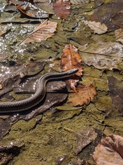 Regina septemvittata