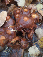 Kuehneromyces