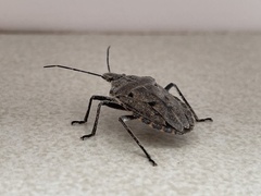 Peltasticus punctatus