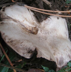 Agaricus bitorquis