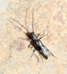 Nathrius brevipennis