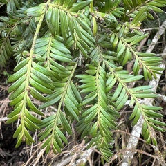 Prumnopitys ferruginea