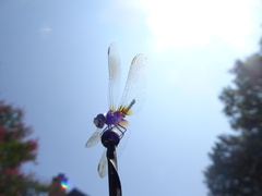 Pachydiplax longipennis