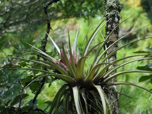Tillandsia carlsoniae, photograph 6