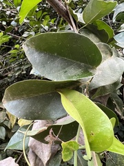 Bignonieae