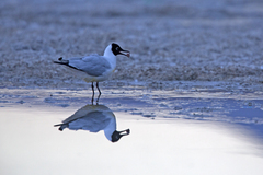 Chroicocephalus serranus