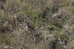 Asparagus verticillatus