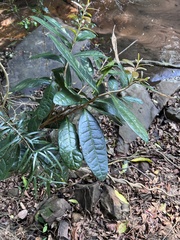 Acridocarpus natalitius