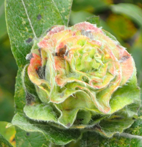 Willow Rose Gall Midge