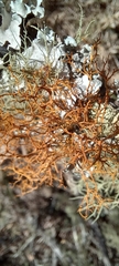 Teloschistes flavicans