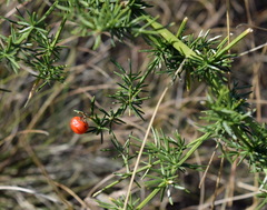 Asparagus verticillatus