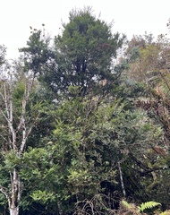 Prumnopitys ferruginea